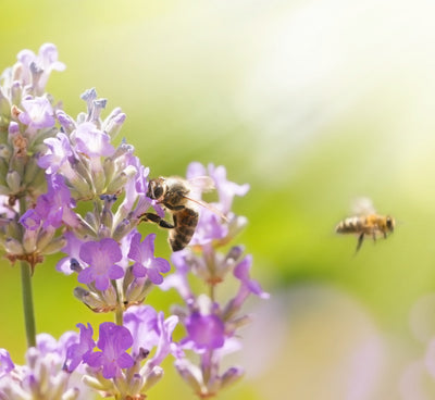 10 Things YOU can do to Save the Honeybees